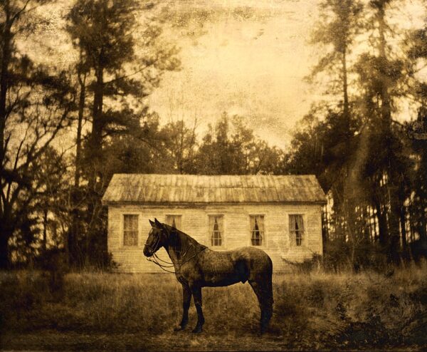 Horse, Scotland County, NC