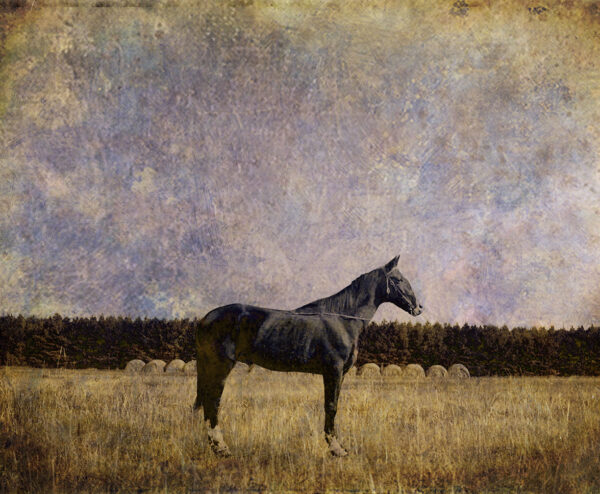 Horse, Marlboro County, SC