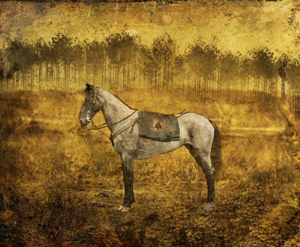 Horse, Trees, by David Knox