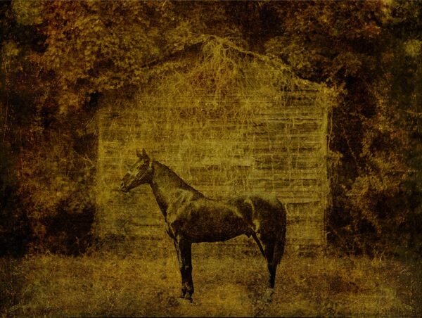 Vine Horse, North Carolina