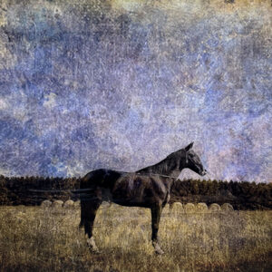 Marlboro County, SC by David Knox