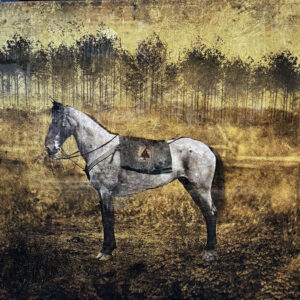 Tree Horse, Virginia by David Knox