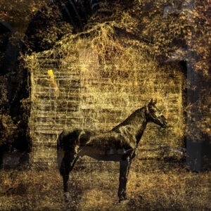 Vine Horse, NC by David Knox